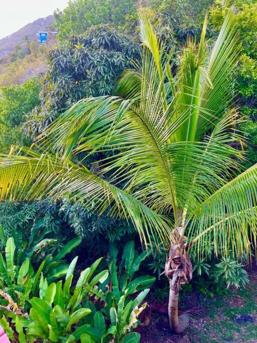 شقة Mid-Century: Caribbean Style Contant  المظهر الخارجي الصورة