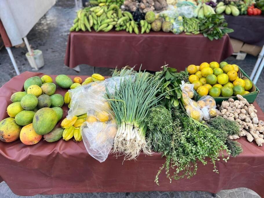 شقة Mid-Century: Caribbean Style Contant  المظهر الخارجي الصورة